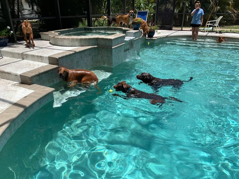 doggy swimming pool